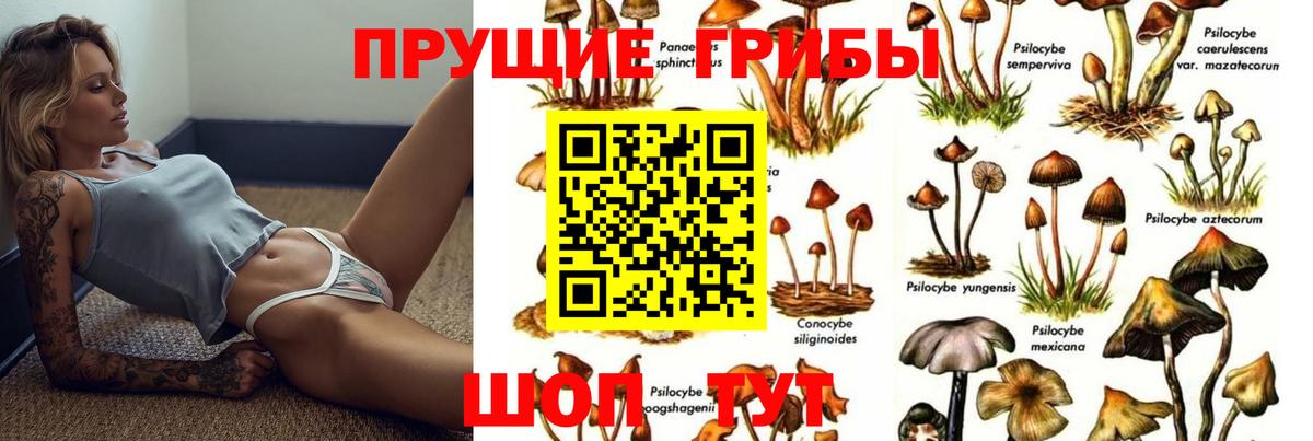 закладки  Галлюциногенные грибы GOLDEN TEACHER  Вход с VPN  Кашира 